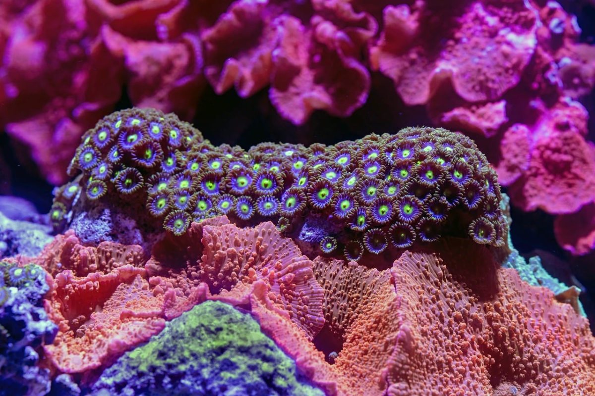 coral, underwater, sea, ocean, aquarium, tropical, marine, reef, macro, cairns aquarium, colorful, sea life, exotic, purple, pink, diving, beauty, nature, glowing, biological