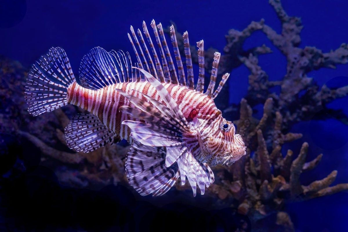 lionfish, fish, underwater, nature, aquarium, sea, marine, colorful, exotic, poisonous, dangerous, tank, scorpionfish, butterfly cod, cairns aquarium, reef, tropical, coral, marine life, spiny fins, underwater beauty