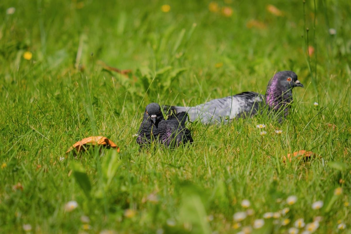 pigeon, grass, green, nature, summer, meadow, birds, wild, wings, calm, background, ground, feather, tranquility, search, still, eye contact, simplicity, pattern