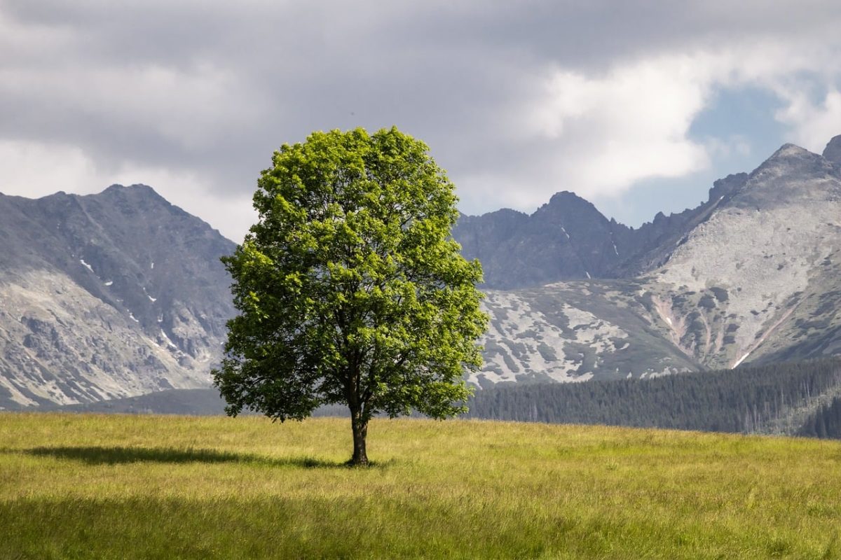 tree, tatry, mountain, meadow, panorama, nature, landscape, summer, solitary, grass, picnic, peace, blue sky, simplicity, mountain meadow, beauty, travel, spirituality, peaceful, lonely tree