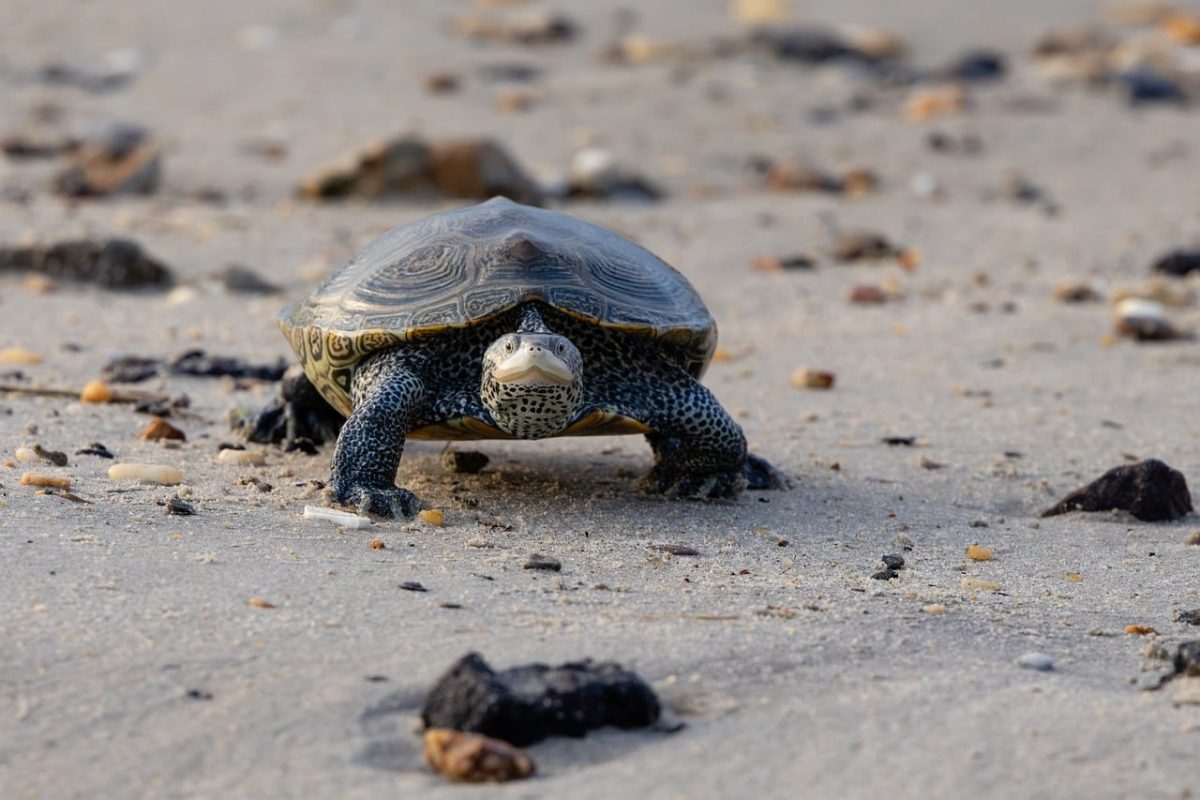turtle, sand, beach, reptile, shell, rocks, nature, wild, natural, wildlife, slow, coastal, endangered, ecosystem, biological, slow motion, shore, body