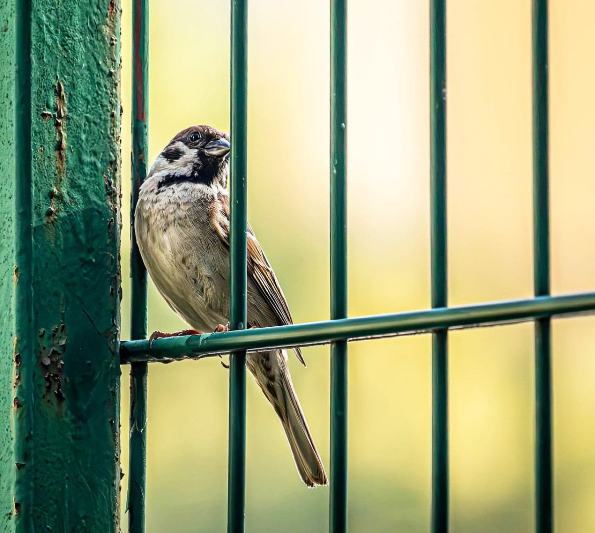 sparrow, bird, cage, nature, wildlife, hd wallpaper, wallpaper 4k, fence, mac wallpaper, windows wallpaper, feathers, macro, laptop wallpaper, profile, free wallpaper, green, background, wallpaper hd, 4k wallpaper, desktop backgrounds, spring, full hd wallpaper, urban wildlife, proximity, lonely, outdoor, free background, beautiful wallpaper, 4k wallpaper 1920x1080, cool backgrounds, view, ambush
