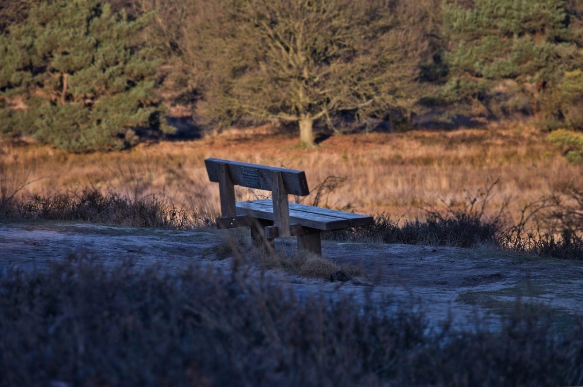 bench, park, trees, forest, nature, heath, landscape, sunset, relaxation, wooden bench, peace, harmony, sitting, rest, silence, pleasant, hiking, winter, nature reserve, walk