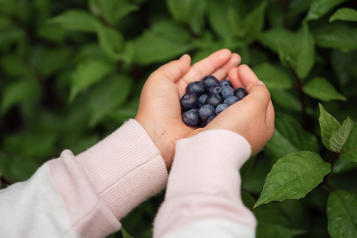 hands, blueberries, nature, child hands, healthy eating, fruit, fresh, harvest, wild berries, green leaves, summertime, children activities, culinary, child joy, minimalism, pure, simplicity, skin, sleeve