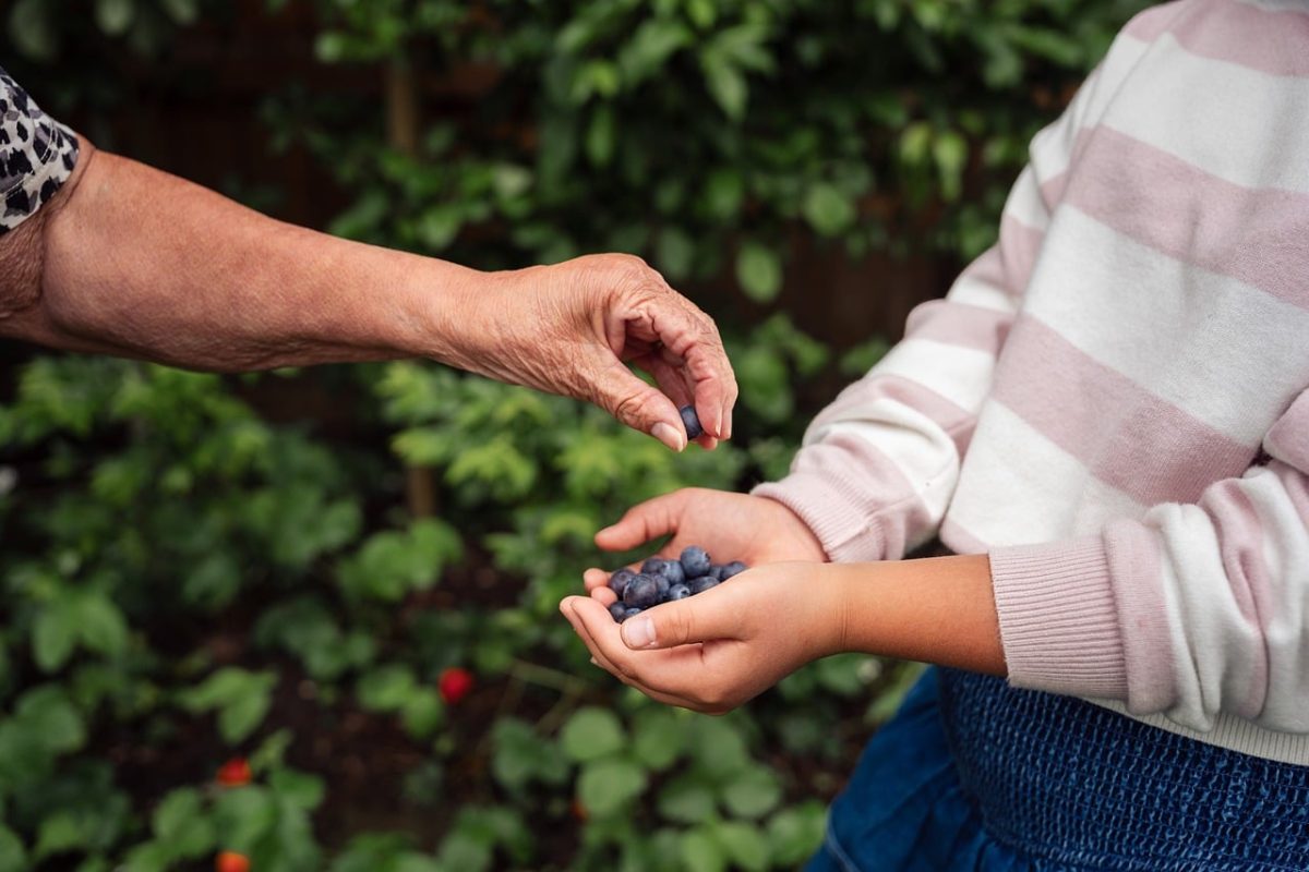 hands, blueberries, elderly, child, garden, sharing, exchange, relationship, outdoor, community, care, love, family, nature, help, generation, food, tradition, green, nurturing