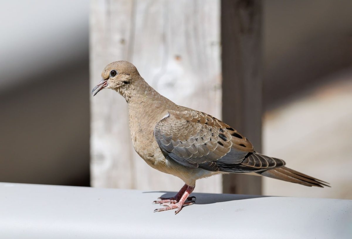 dove, bird, nature, feather, urban, perching bird, nature photography, urban nature, wild bird, animal photography, natural habitat, beautiful bird, gray bird, locality, ornithology, avian, wildlife, close up, birdwatching, wings, outdoor photography