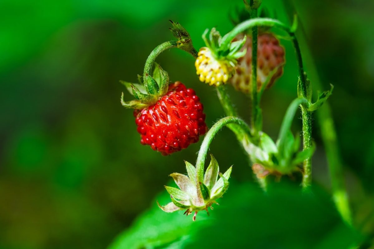 wild strawberry, fruit, nature, green, red, healthy diet, close-up, vitamin, fresh, gardening, terra cotta support, health, natural color, sweet, botanical, summery, agriculture, traditional, cultivation, seasonal
