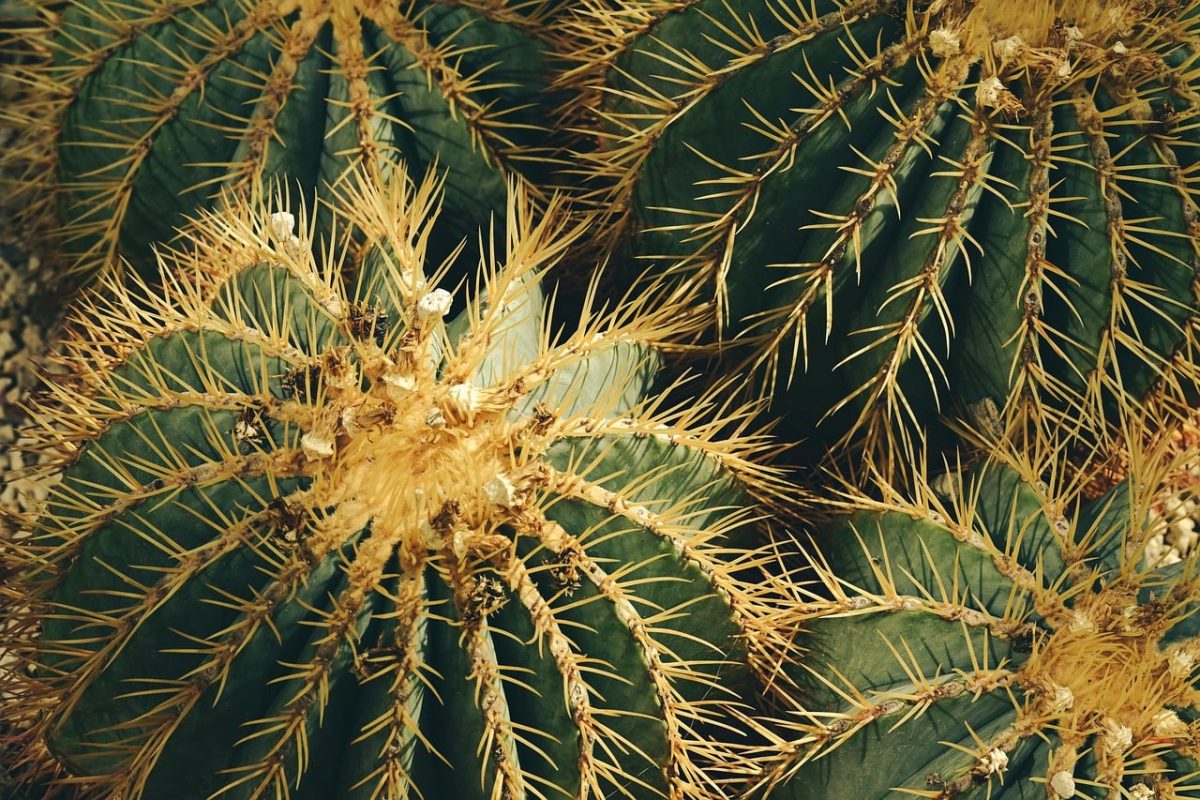 cactus, spiky, desert, natural, desert plant, cactus garden, green color, dryness, close-up, arid environment, botany, plant biology, texture, sand, exotic plants, thorns, nature, sharp, soil, extreme conditions