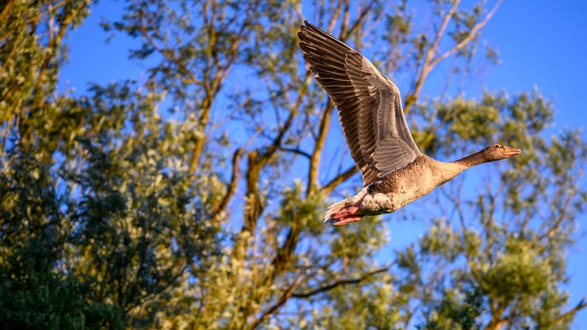 flying bird, goose, nature, blue sky, trees, wings, flight, animal, wildlife, landscape, spring, wild goose, birdlife, close-up, forest, fauna, ecology, nature reserve, ecosystem