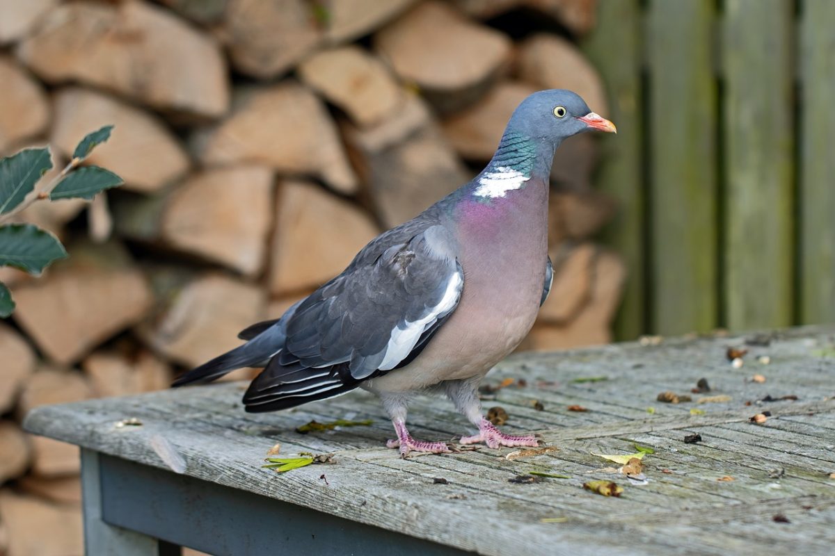 pigeon, purple, wood, feeding, table, nesting, nature, feathers, wild, bird species, birdwatching, feathered, urban wildlife, red beak, garden, area, colorful, natural habitat, neck