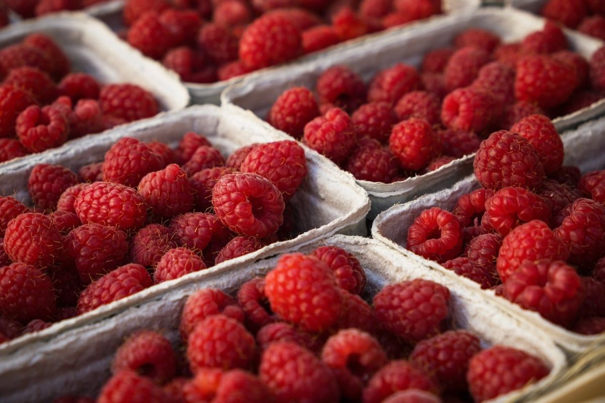 raspberries, fruit, red, basket, market, fresh, food, healthy, natural, organic, nutrition, vitamins, bio, no preservatives, agriculture, fermentation, lactose, seasonal, local farm, excellent taste