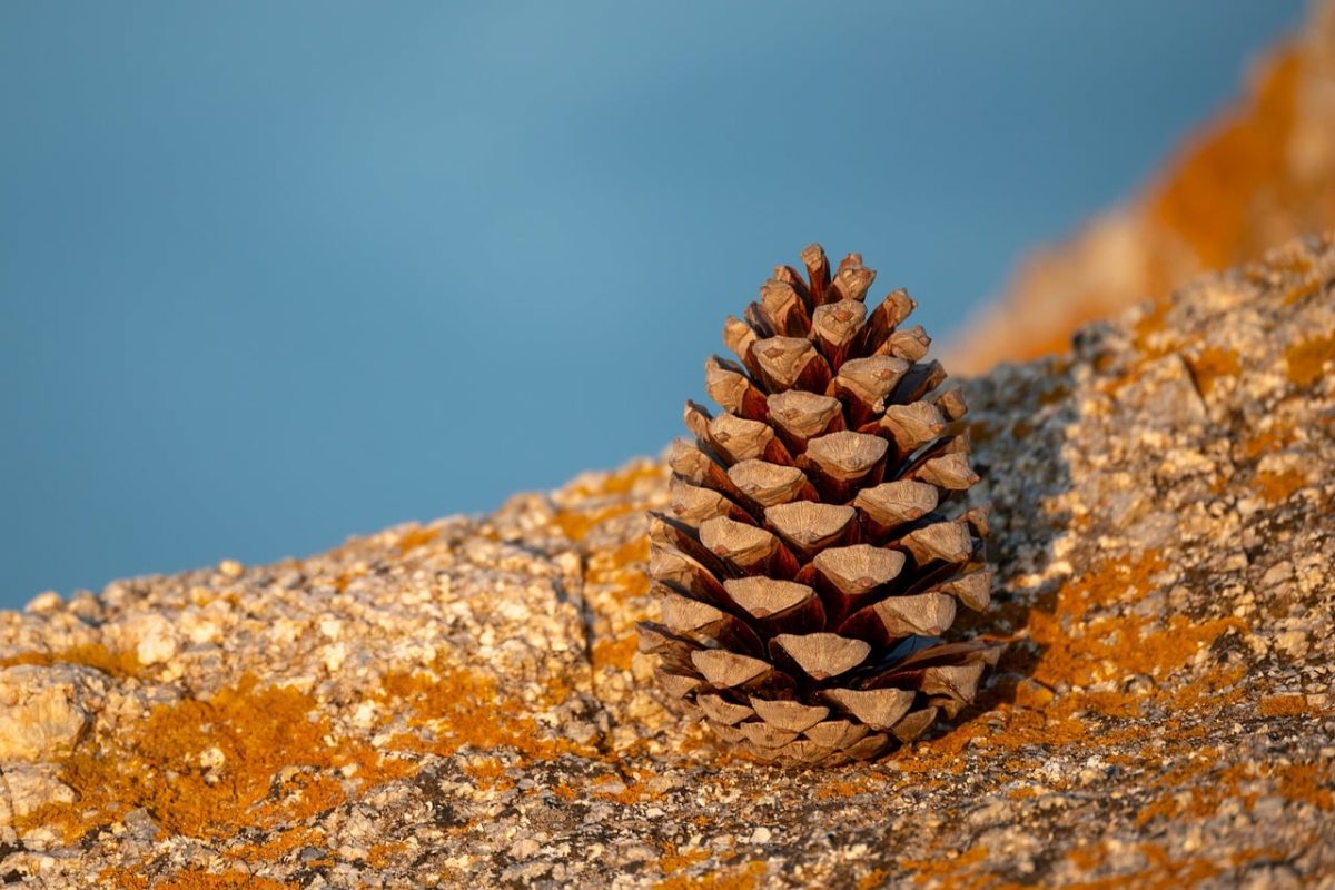 pinecone, rocks, summer evening, corsica, sea, focus, balance, nature, still life, red, golden, island, passion, travel, relaxation, coastal landscape, silence, rest, beauty, harmony