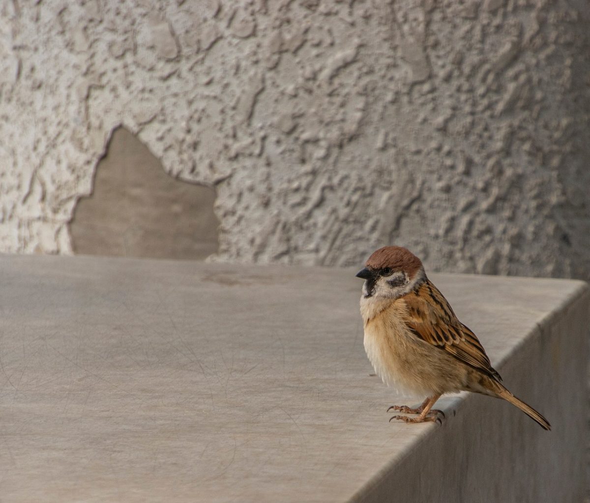 sparrow, nature, bird, wildlife, ornithology, feathers, beak, perched, fauna, concrete, texture, explore, wall, small, outdoor, statue, plumage, breeze, birdwatching