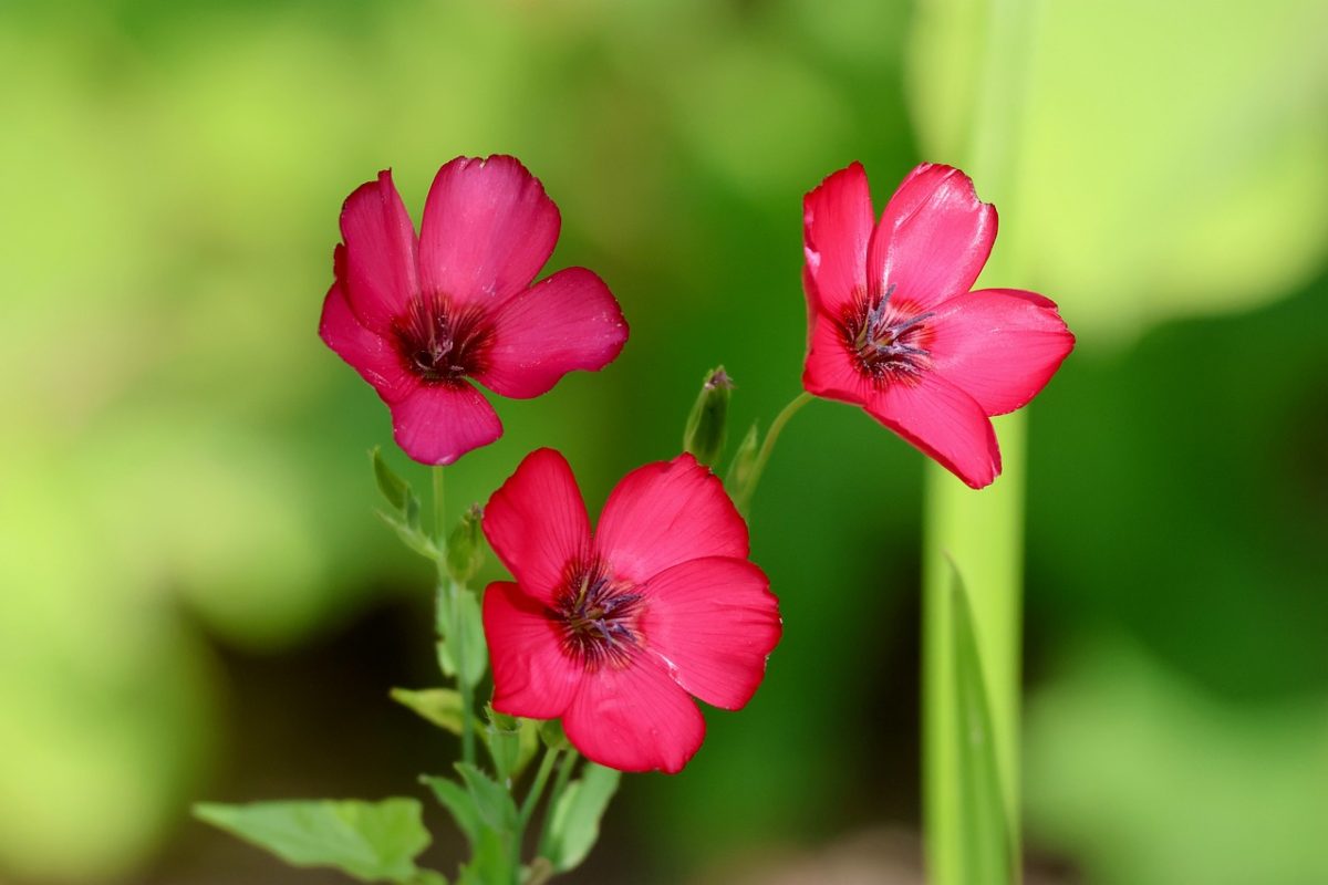 red flax, flower in meadow, red blossoms, garden flower, beauty of nature, close-up, pink, summer blooms, greenery, natural beauty, vivid, botany, soothing, orange, plant, colorful, landscape, environment, fresh air, simplicity