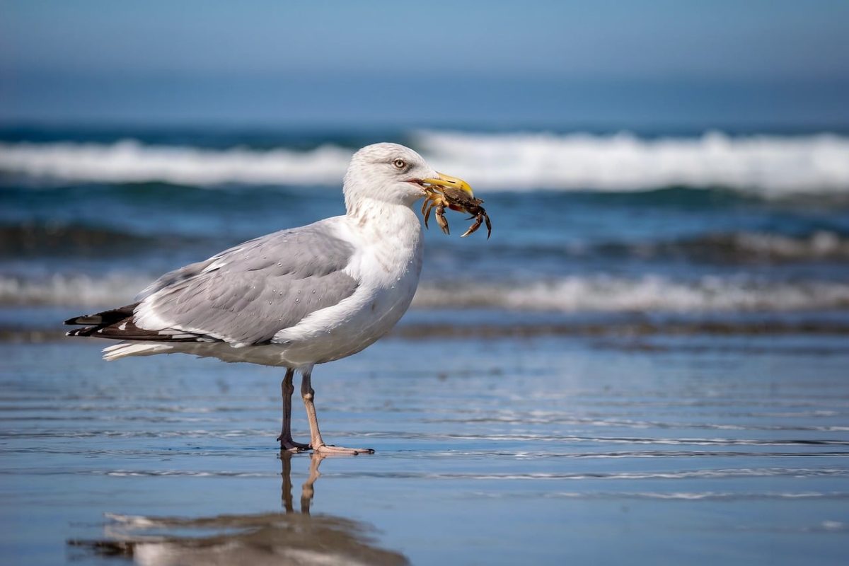 seagull, crab, ocean, beach, waves, nature, wildlife, animal, coast, feeding, hunting, outdoors, sunny, summer, reflection, blue sky, coastal area, seabird, predator, see, shallow water