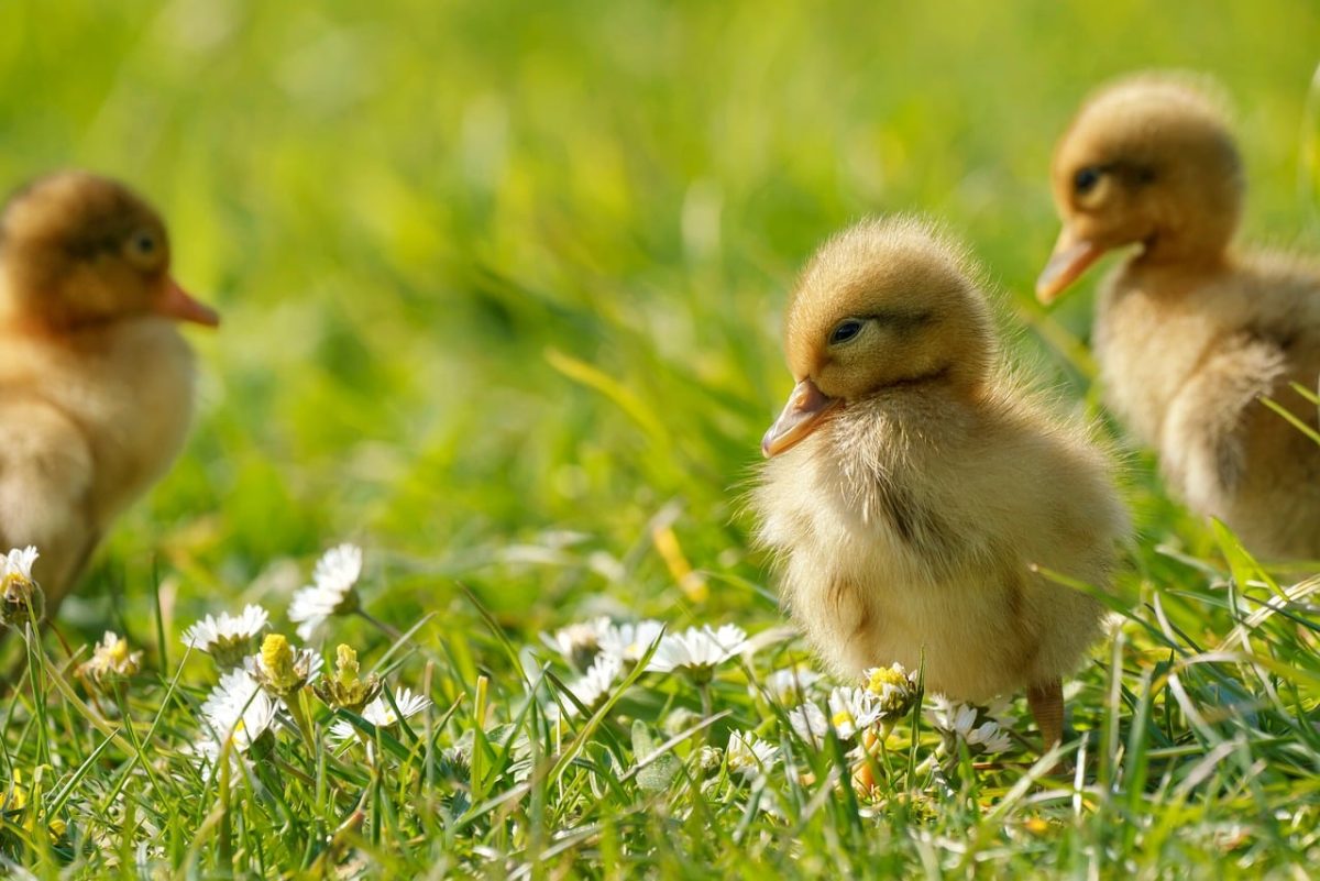 duckling, lawn, spring, nature, animal photography, golden hour, cute, yellow, wild animals, young, nature outings, classic nature, flora, landscape, education, entertainment, crawling, animal baby, natural colors