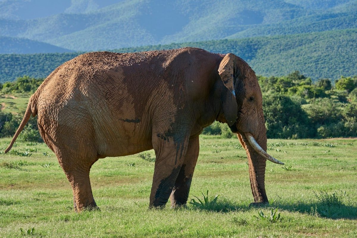 elephant, nature, wild, savannah, animal, skin, ears, tusks, african, grassland, natural environment, large, landscape, grass, elephant family, environment, sense of smell, trunk, herbivore, protected area