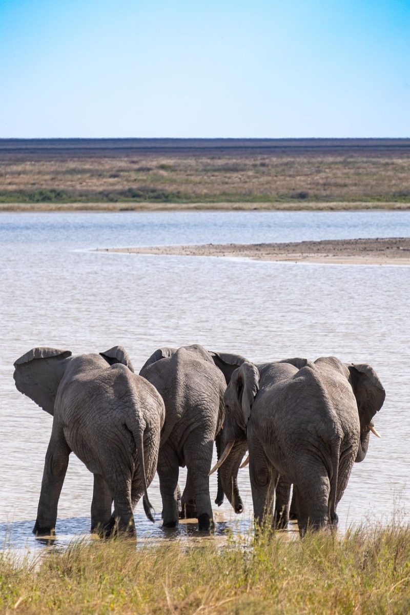 elephant, back, serengeti, africa, water, lake, elephant herd, tanzania, nature, animals, drinking, bathing, wilderness, sunset, savannah, west africa, wildlife, nature park, conservation, wild animals, rear view