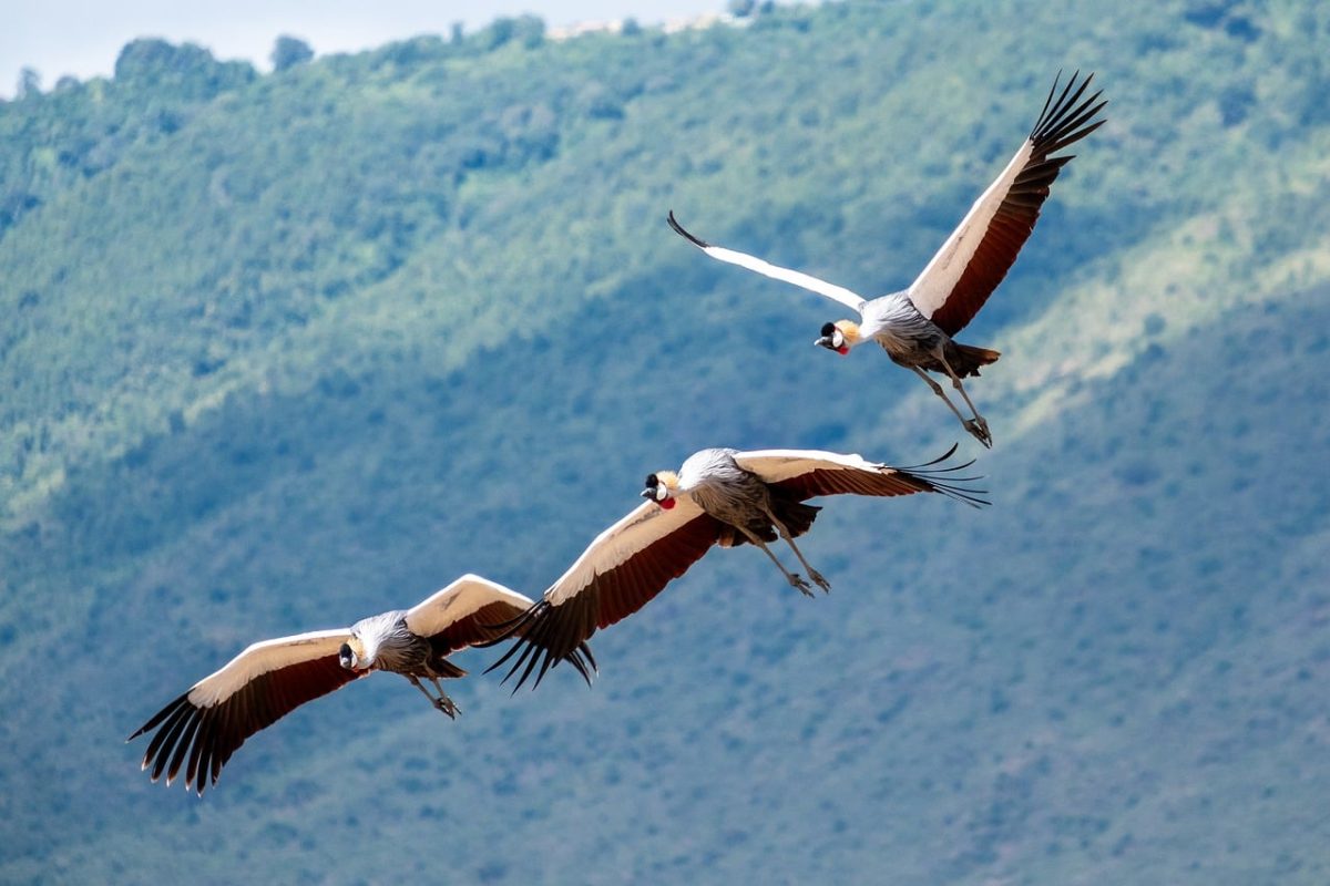 crane, crowned, gray, flight, african, tanzania, ngorongoro, wilderness, natural park, three, flock, air, blue, open wings, wildlife, bird species, photography, panorama, safari, landscape, exotic