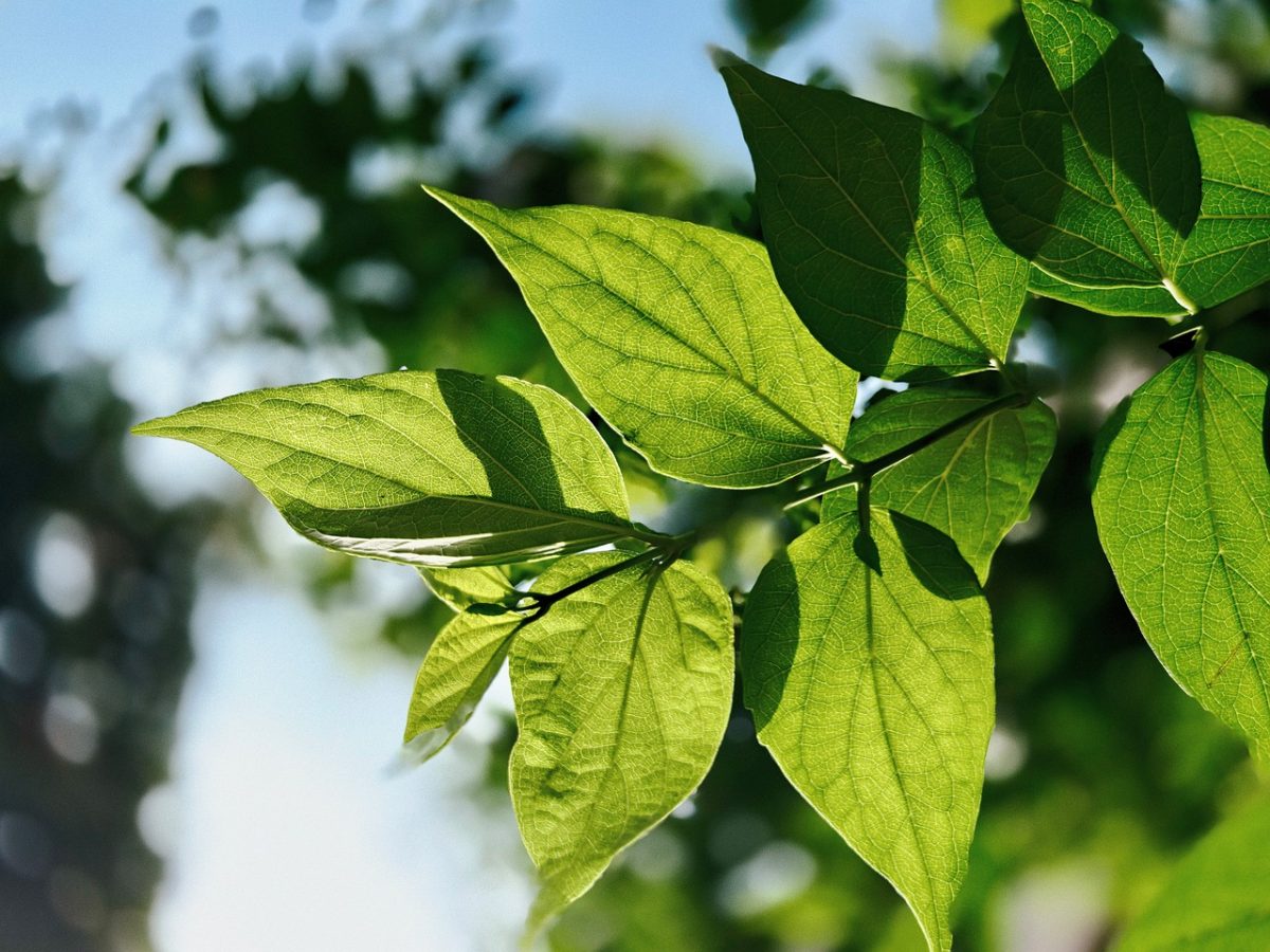 green leaves, tree, summer day, nature, clear sky, sunlight, greenery, freshness, foliage, macro, bright light, fresh air, ecology, tranquility, leaf, organic, outdoor, peaceful, sunny, love for nature, gardening