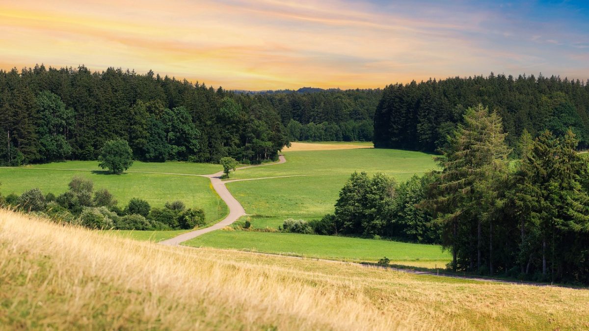 landscape, meadow, forest, sunset, nature, grass, path, hilly landscape, green, blue sky, view, hiking, countryside, road, tranquility, relaxation, sun, glow, area