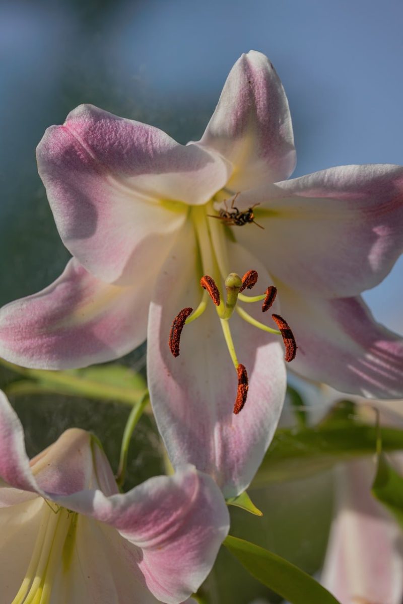 flower, lily, pink, nature, details, stamen, blossom, pollination, blurred background, outdoor, macro photography, beauty, season, summer, diversity, close-up, freshness, detail, insect, anter