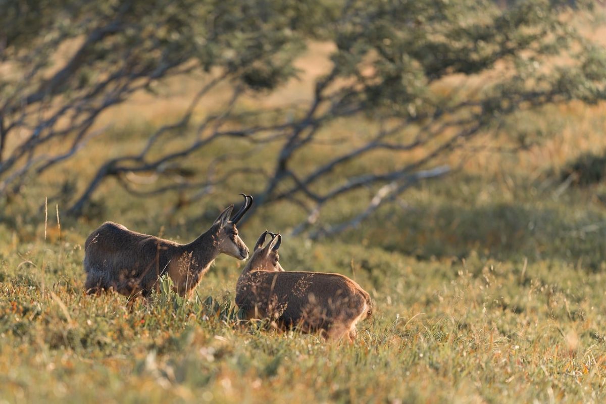 chamois, nature, animal, wild, meadow, pair, watching, grass, forest, sunset, light, time of day, climate, cosiness, calm, morning, natural environment, ecosystem