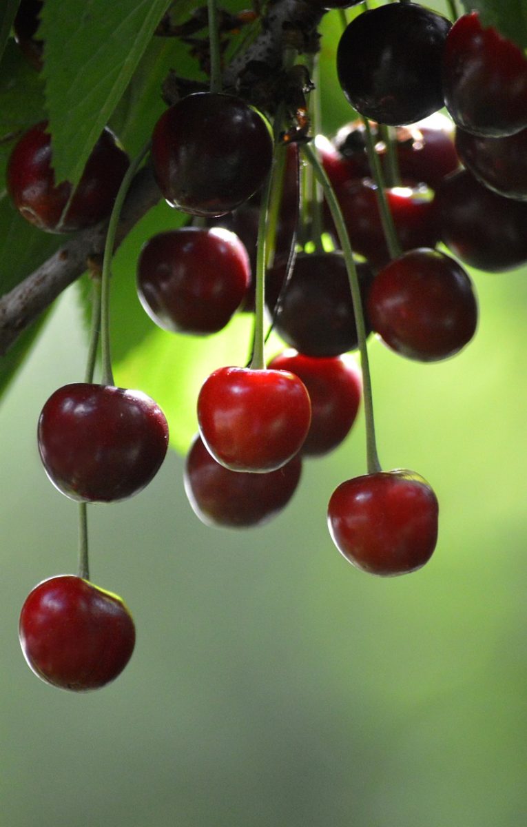 cherries, fruits on tree, nature, branches, fresh fruits, sunlight, summer, red fruits, garden fruits, agriculture, vitamins, juicy, shade of leaves, ripe fruits, green leaves, nature background, fruit cultivation, fruit trees, trees in garden, fruit harvest