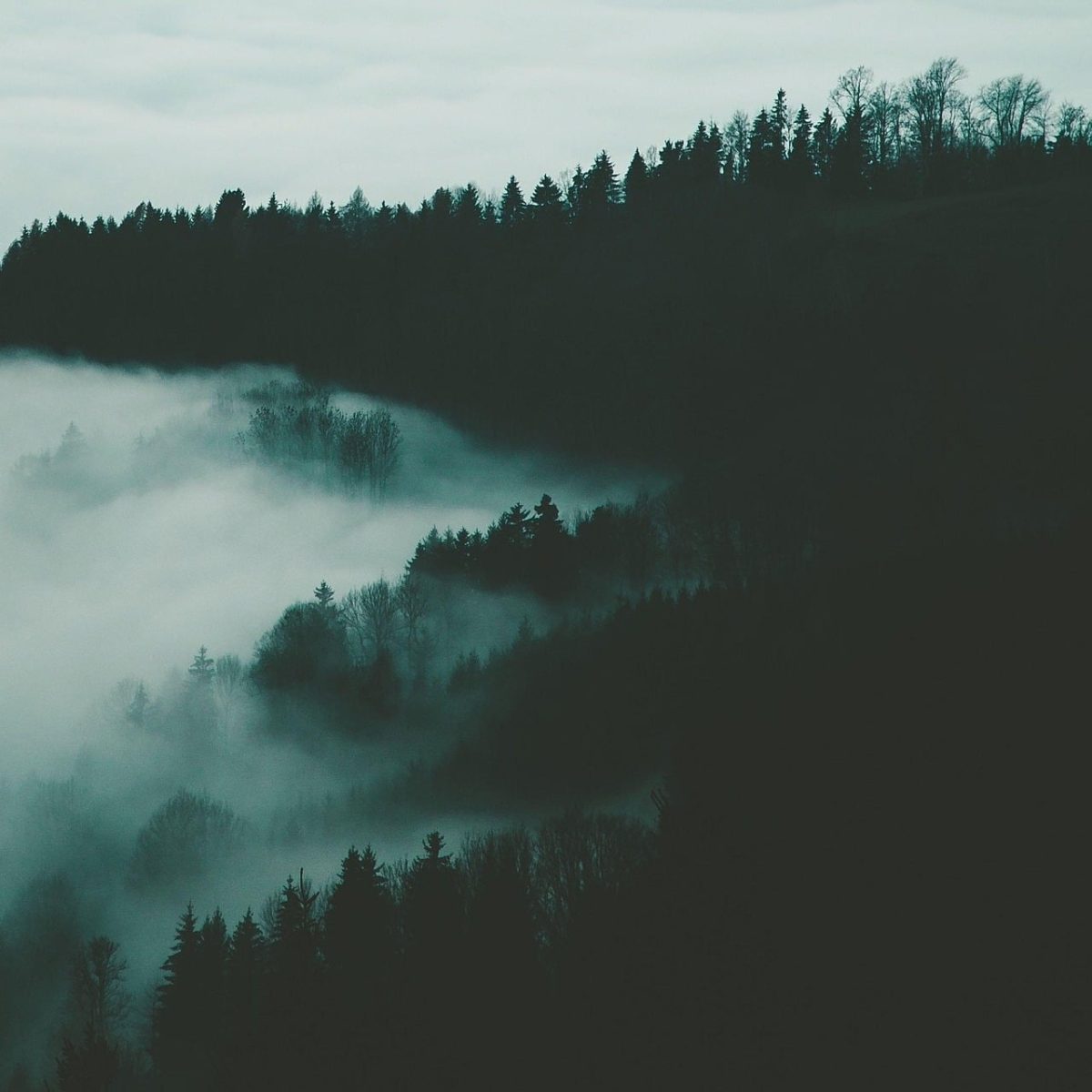 fog, autumn, mysterious, trees, forest, nature, morning, mountains, scenic, shadows, darkness, cold, silhouette, landscape, misty, remote, peaceful, quiet, walk, natural
