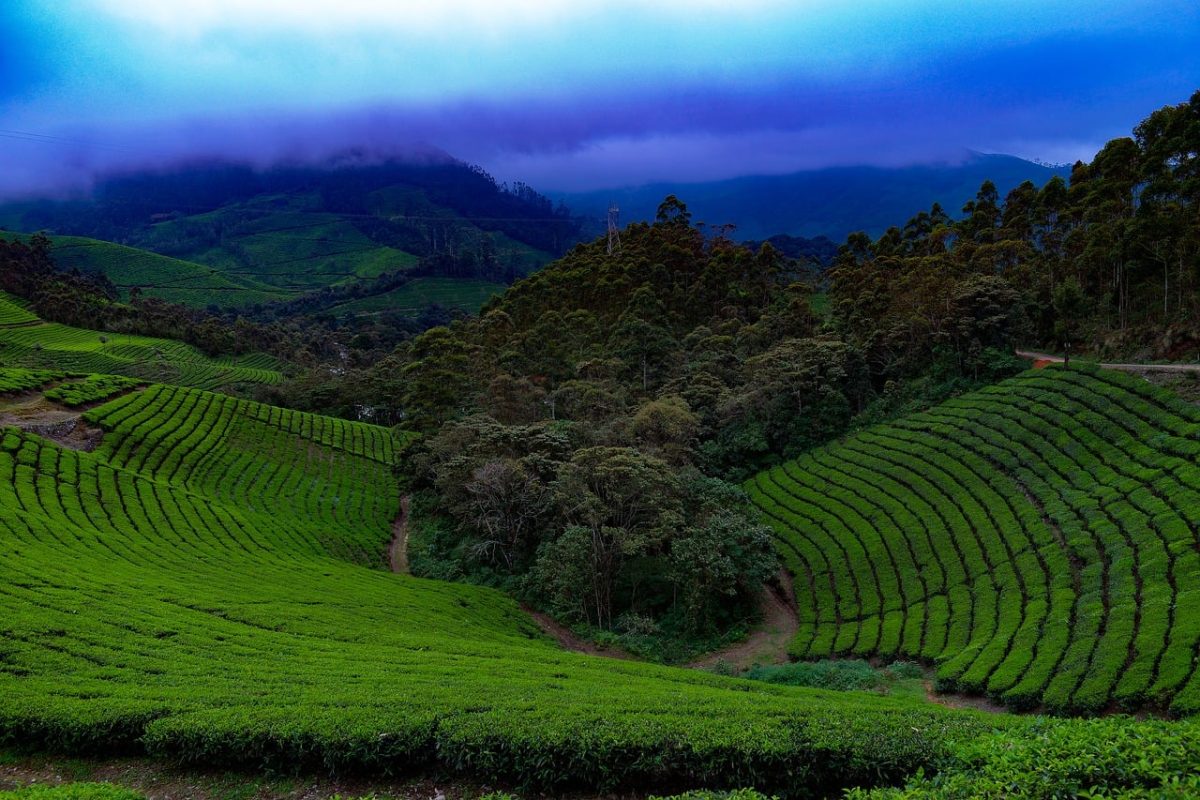 tea plantation, green hills, nature, hilly terrain, agriculture, fog, cool, blue sky, forest, southeast asia, leaf wall, landscape, plant, greenery, path, tranquil, green plantations, natural landscape, serene scenery, viewpoint, outdoor