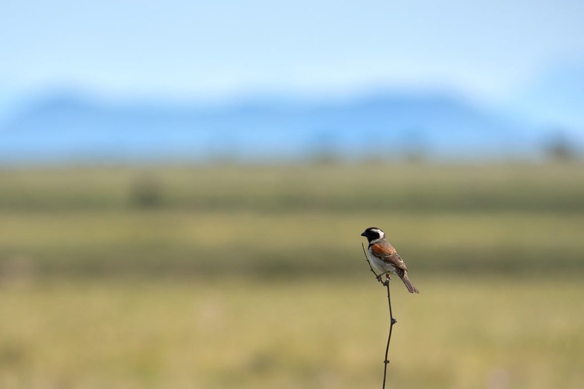 bird, nature, grassland, bird on branch, mountains in background, wildlife, close-up, bird species, natural habitat, landscape, light blue sky, black and white headed bird, solitary bird, perch, natural occurrence, day, outdoors, natural beauty, nature photography, wilderness