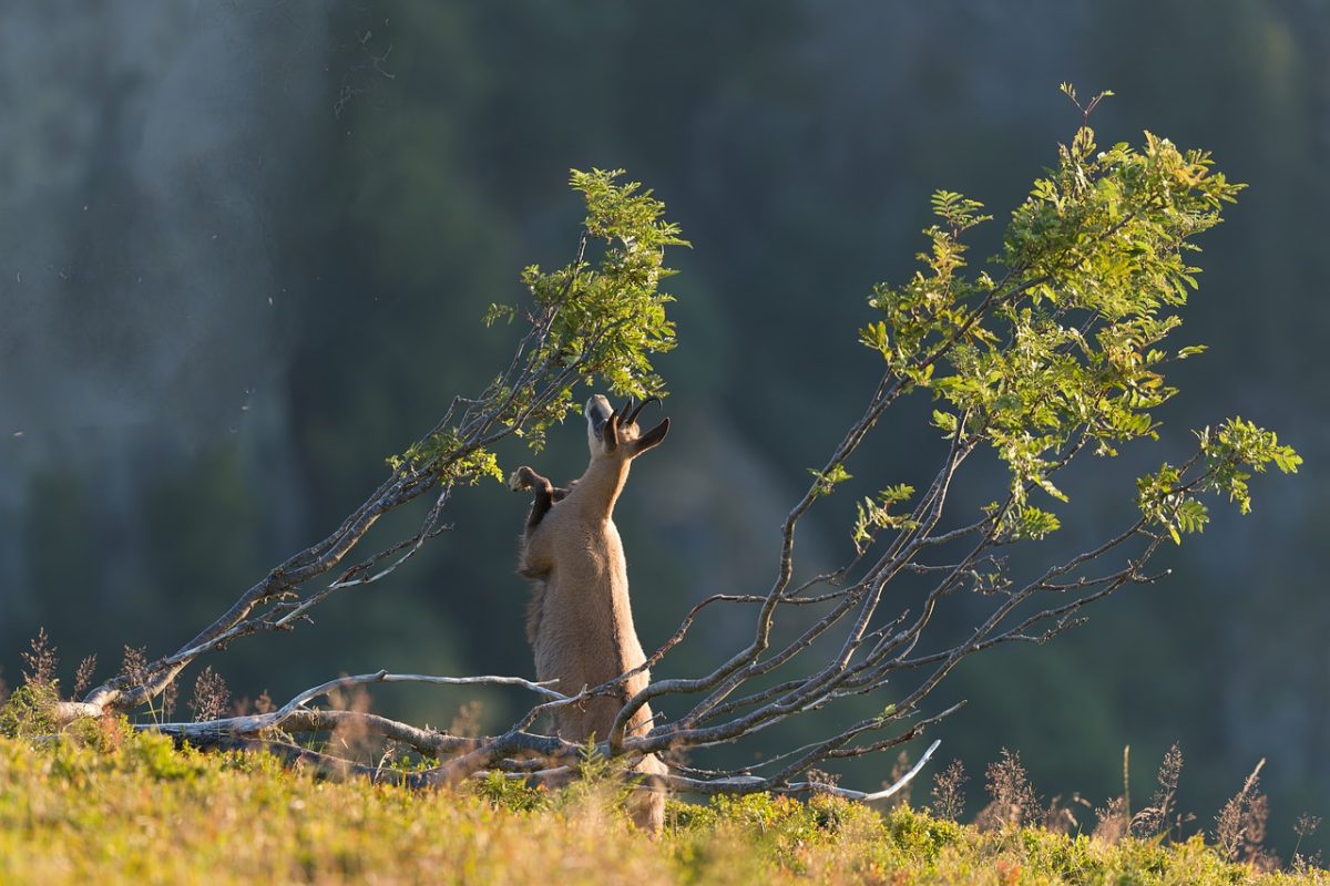 chamois, animal, nature, wild, feeding, standing, tree, grazing, feeding from branches, browsing, forest, bovid, sun, clear, nutrition, meadow, grass, natural light