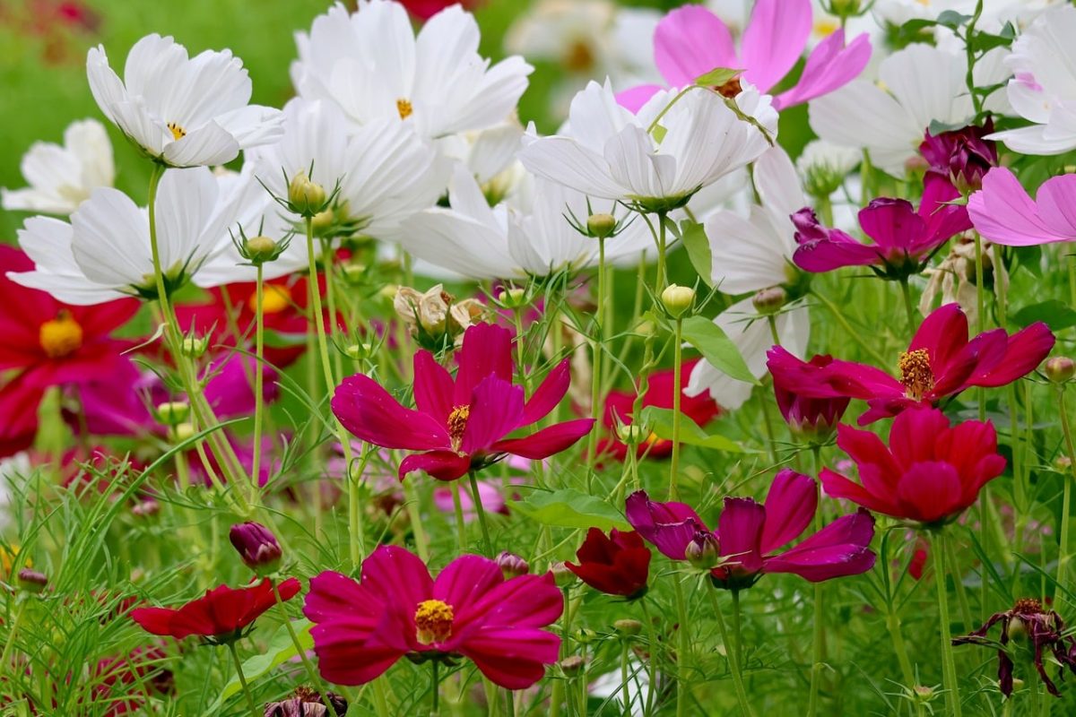 flowers, meadow, nature, summer, cosmos, color, pink, white, green, bloom, garden, flowering, botany, grace, outdoor, picturesque, colorful, summery, background, love of flowers