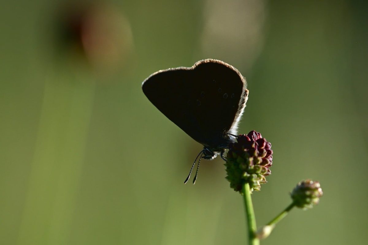 butterfly, wiesenknopf, summer, macro, nature, twilight, flowering plant, dandelion, wings, backlight