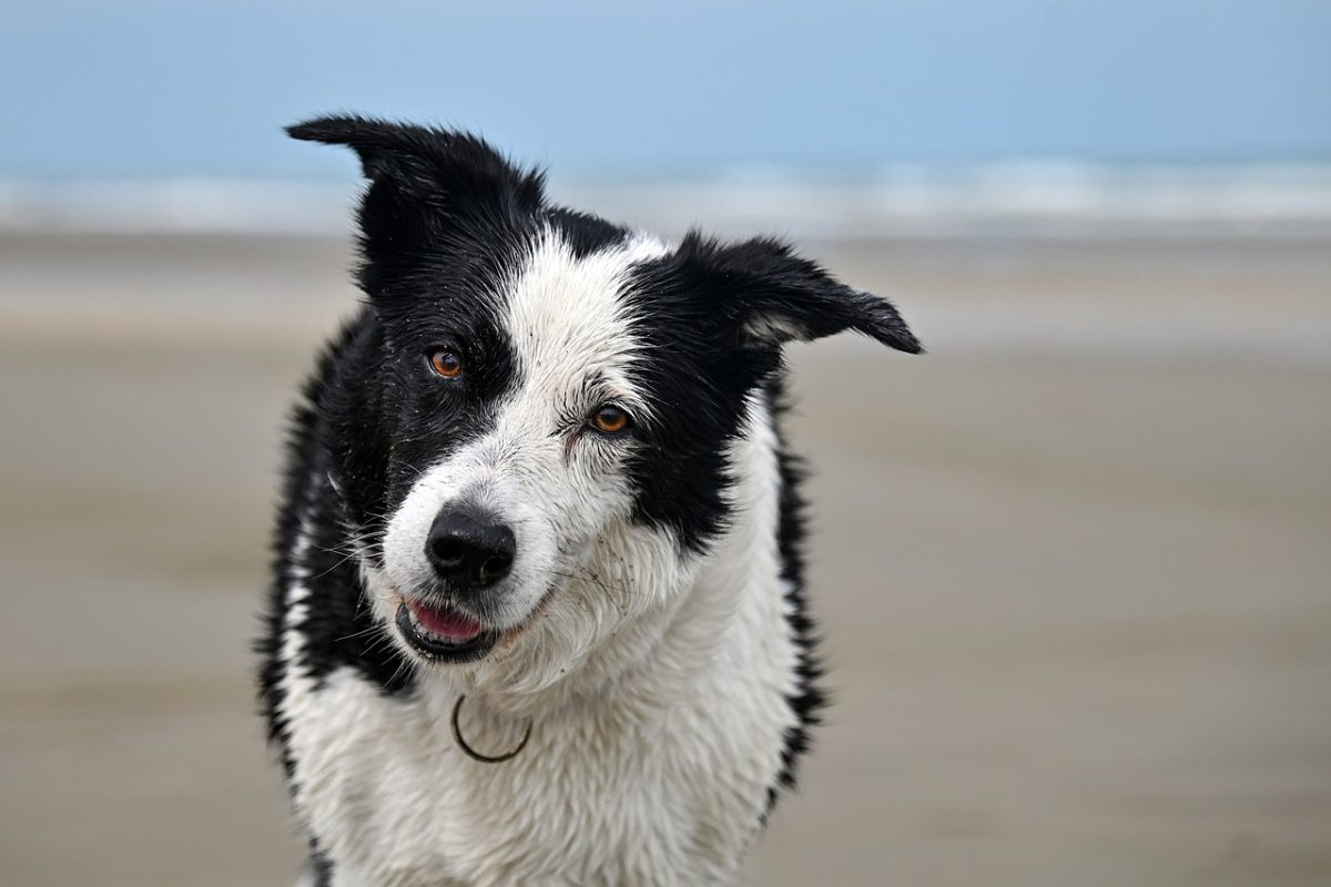 border collie, dog, pet, animal, beach, sea, close-up, snow, nature, sand, wet, playful, white, black, adorable, natural, coastal, outdoor, smile, fun, talking dog, cute dog