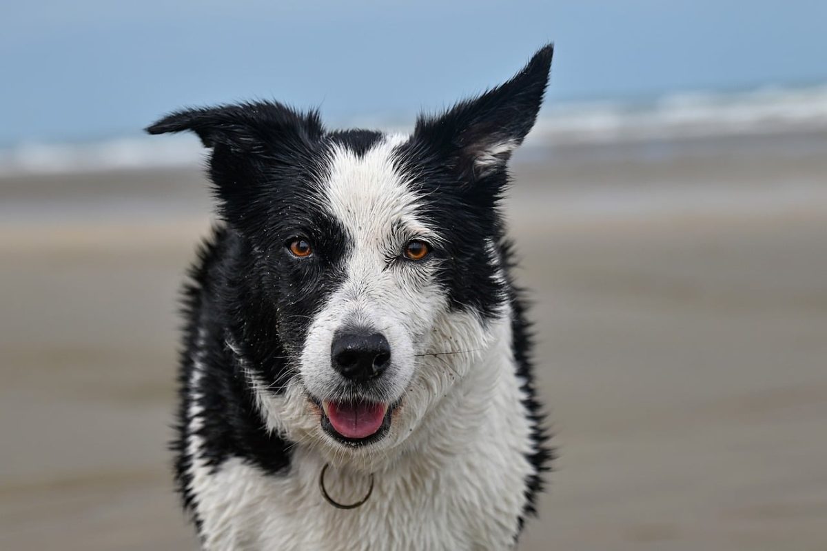 border collie, dog, beach, sea, close-up, sand, pet, black and white, fur, dog head, playing dog, open ocean, nature, outdoors, rainy, animal, dog fur, natural scenery, black and white fur, dog breed, fun, outdoor scene, large dog