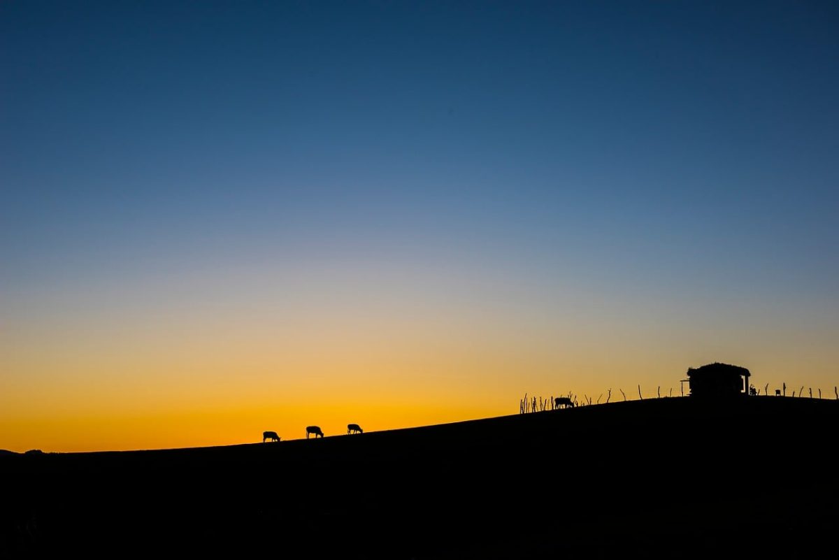 silhouette, twilight, peaceful landscape, blue sky, grazing animals, hilly landscape, dawn, calm evening, idyllic, pasture, tranquility, evening sky, peaceful sunset, rural landscape, grazing cattle, shadow, evening calm, nature, farm
