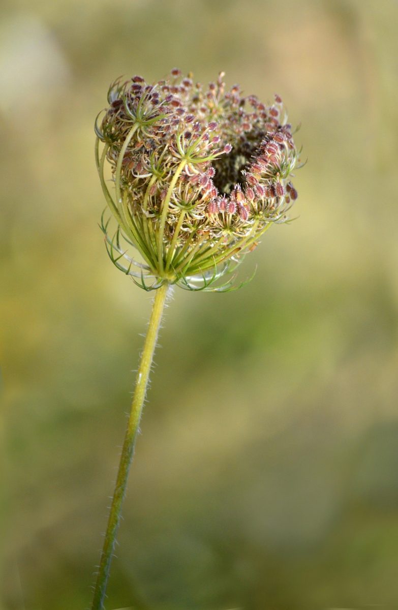 wild carrot, plant, floral background, nature, wildflower, white flower, flower phase, green, beautiful wallpaper, summery, macro, close-up, bud opening, abstract, soft light, background, delicate, inflorescence, hoverfly, outdoor, botany, pollen
