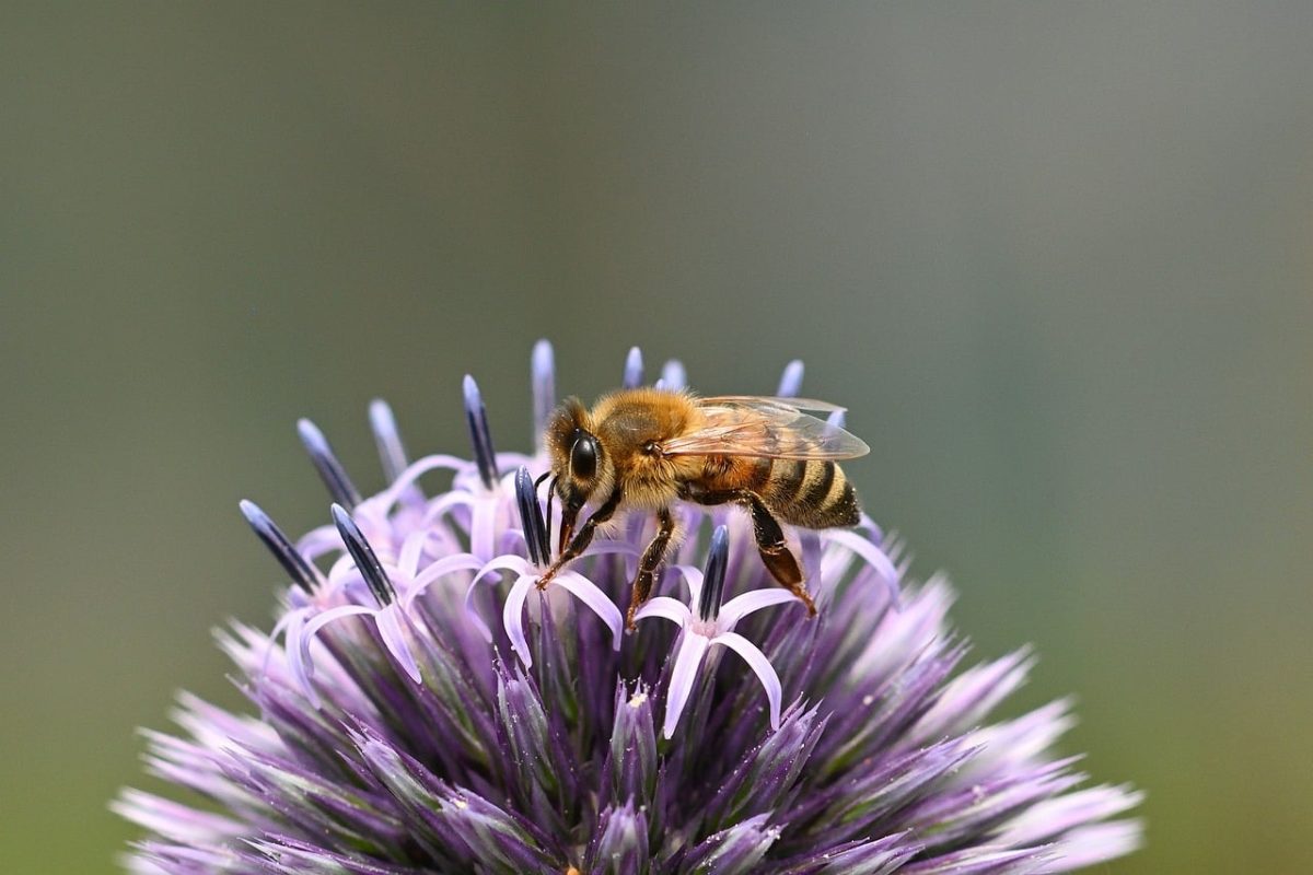 bee, plant, sphere, spiky, pollination, macro, summer, wild bee, globe thistle, nature, close-up, purple, blossom, garden, ecological, environment, insect, thistle, bumblebee, top view