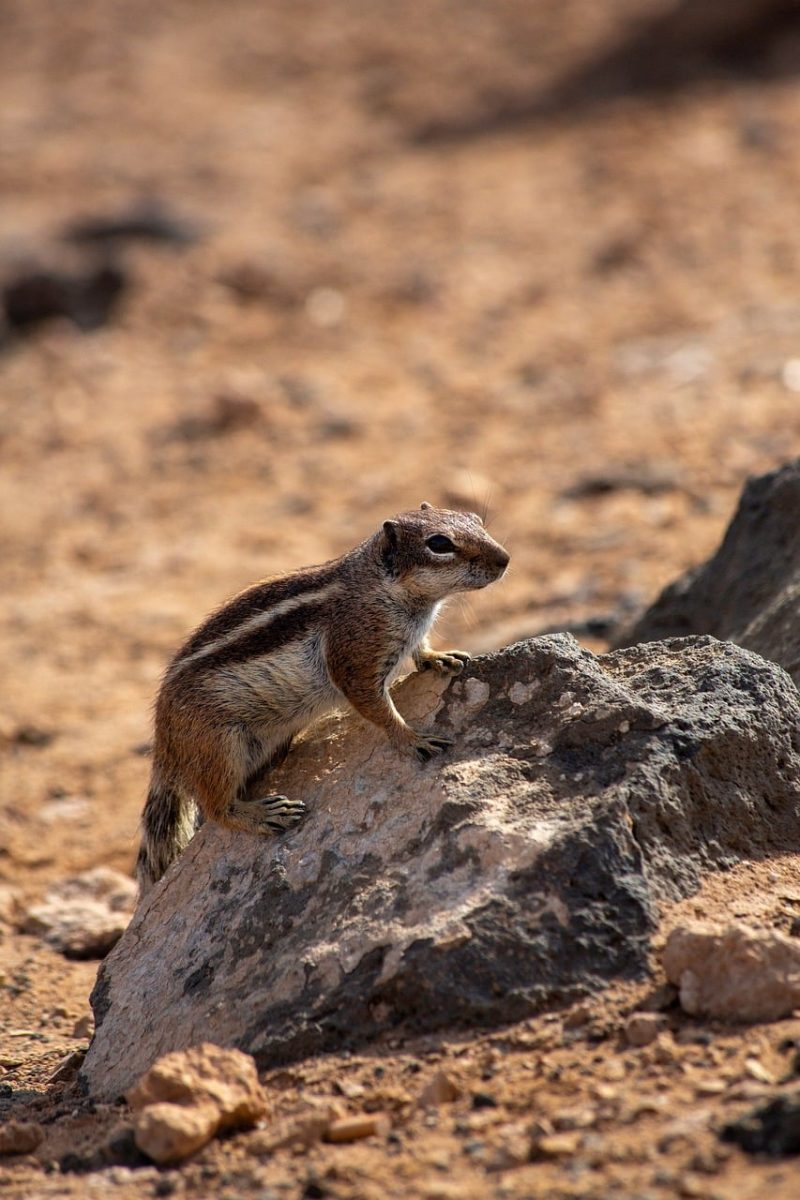 ground squirrel, rodent, nature, canary islands, fauna, travel, wildlife, adventure, adorable, fuerteventura, rock, outdoor scene, desert, tourism, beautiful, island, dry, sandy