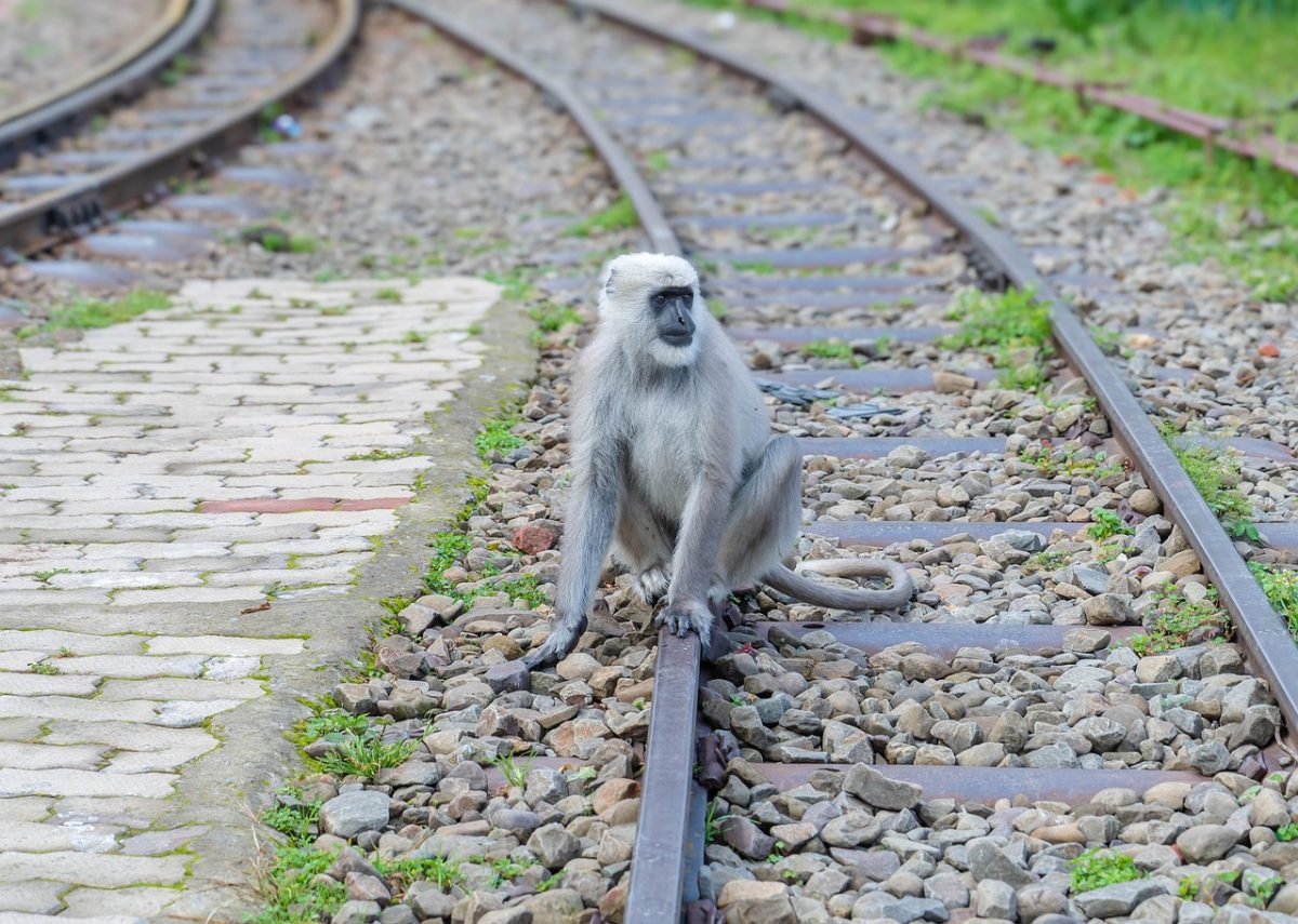 monkey, railway track, nature, wildlife, grey color, brick path, sitting, calm, countryside, wild monkey, solitary, rest, transportation, environment, landscape, one monkey, railroad track, freedom, wild fauna