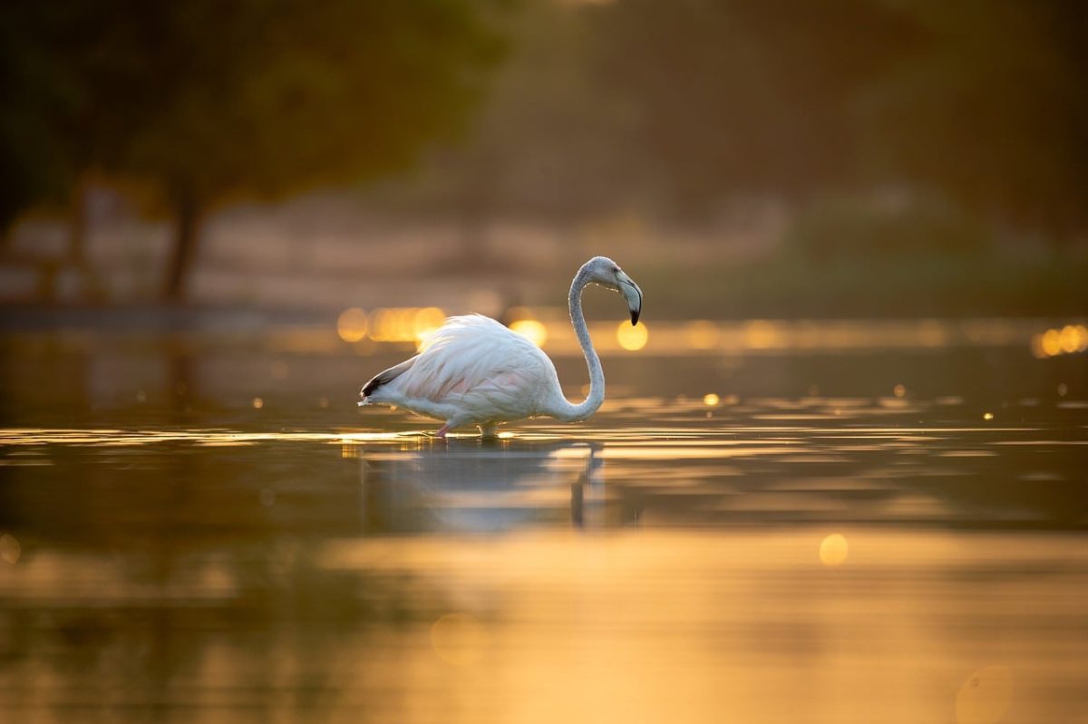 flamingo, nature, bird, feathers, wildlife, lake, sunrise, dusk, landscape, summer, outdoors, trees, afterglow, peace, earth, reflection, beauty, swimming, sunset, twilight, mirror