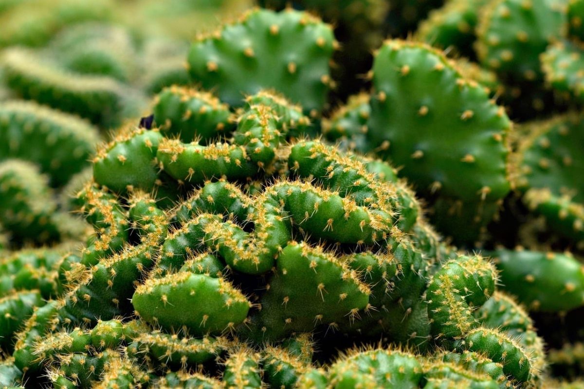 cactus, nature, plant, thorns, succulents, landscape, green, botany, desert, drought, natural beauty, density, wild, natural habitat, sharp, arid region, climate, exotic plants, ecosystem, desert plants