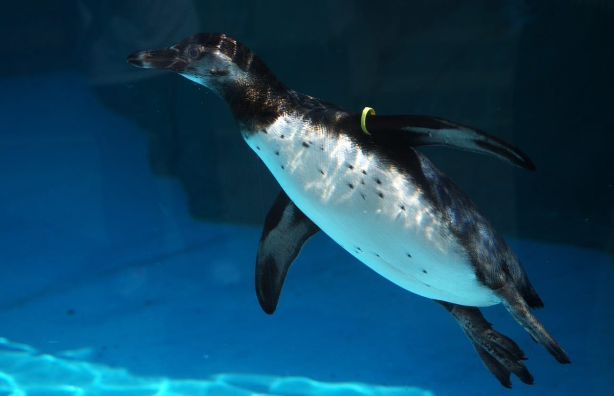 penguin, swimming, water, aquarium, diving, animal, underwater, summer, nature, see, life, bird, exhibit, day, intense blue, entertainment, natural, colorful, tourist, arrival