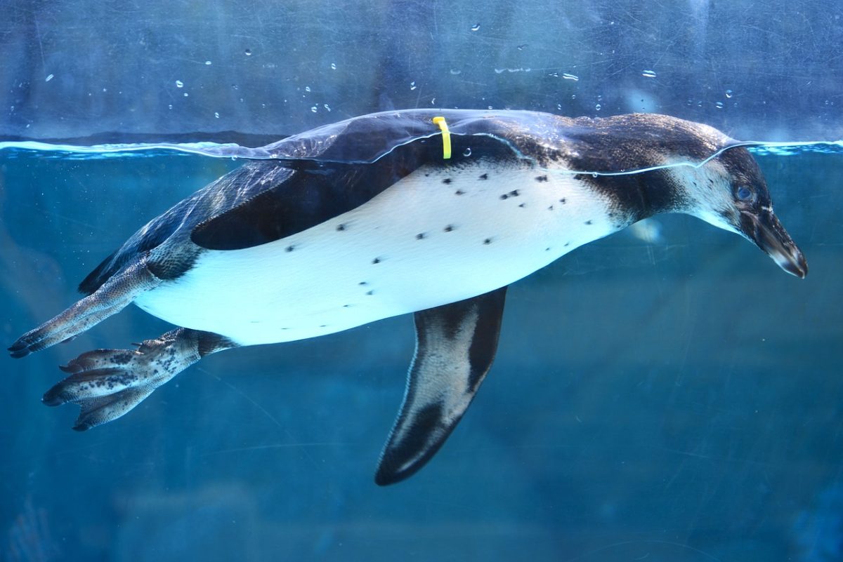 penguin, aquarium, summer, swimming, water animal, animal belly, marine, biology, nature, animal kingdom, nature and natural resources, climate change, natural environment, body structure, zoology, arctic, wildlife, ecosystem, favorite animal