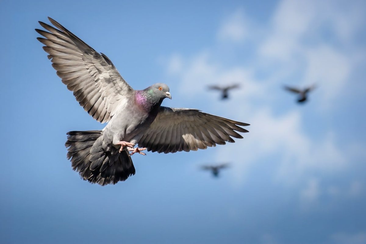 pigeon, bird, flying, flight, wings, blue sky, outdoors, nature, wild, animal, feathers, iridescent, graceful, hovering, movement, freedom, sunlight, urban