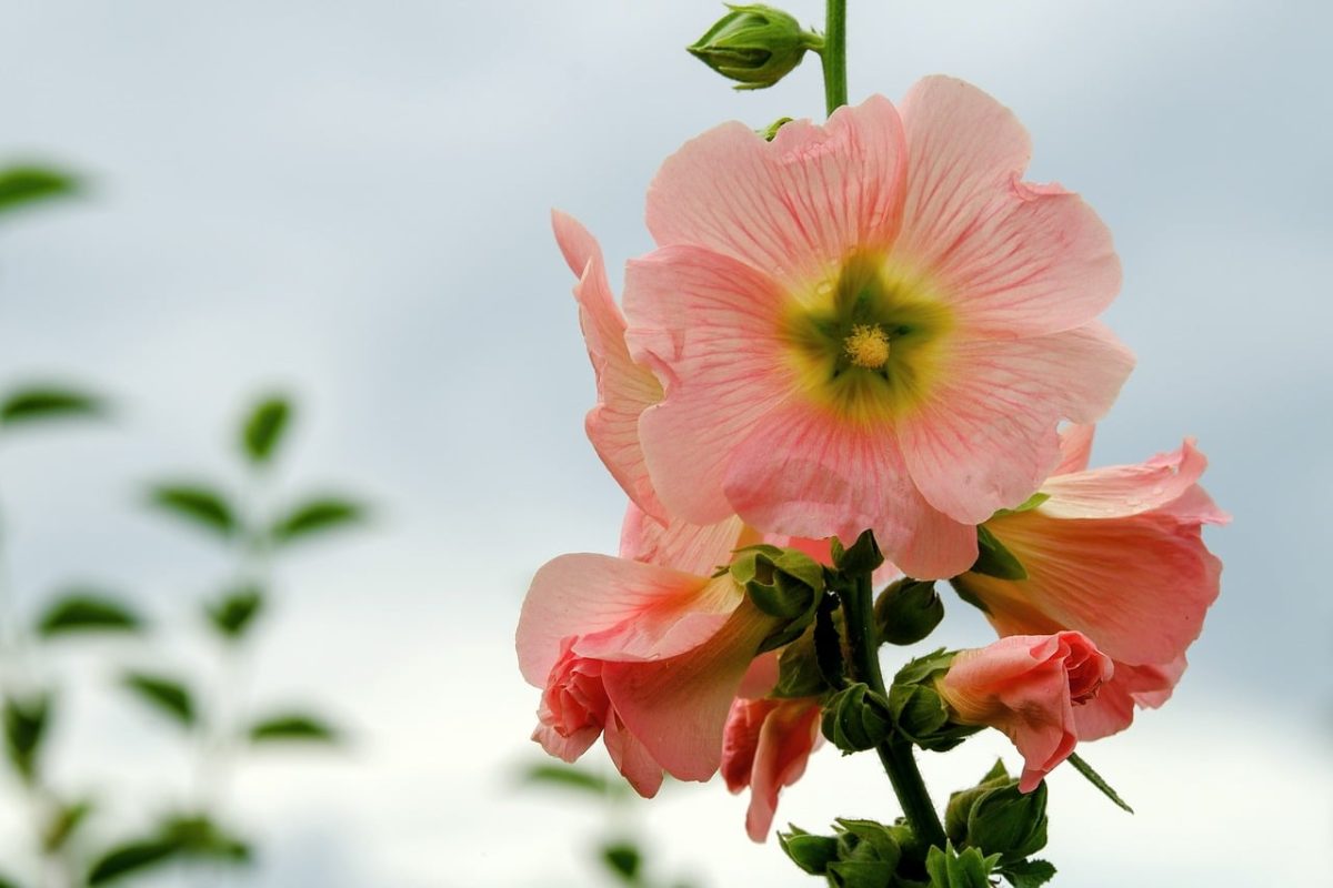 hollyhock, flower, summer, garden, pink, summertime, nature, greenery, outdoors, floral, beauty, leaf, morning, fresh, blooming, stem, vibrant, sunny, peaceful, light pink, background