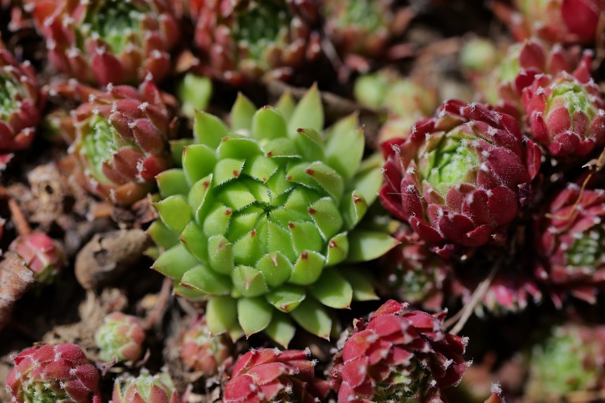 sempervivum, succulents, plant, garden, green, outdoors, nature, rosette, color contrast, summer, detail, natural texture, dry climate, gardening, small, decorative plant, alpine plant, water retention, small flowers, red leaves, botany