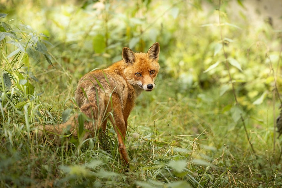 fox, nature, wild, forest, fauna, bush, red fur, closeup, detail, light, alert, natural habitat, camouflage, community, view, eyes, appearance, east, wood