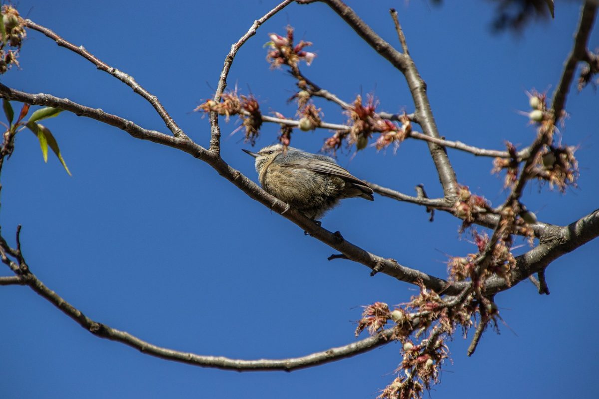 sparrow, animal, nature, wildlife, ornithology, feathers, beak, spring, perched, species, fauna, birds, branch, blue sky, lawn, blossoming branch, garden, beauty, natural environment, tranquility
